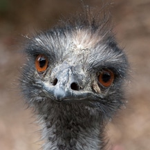 Dissecting the LMU Emu